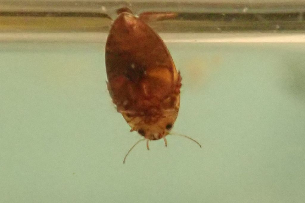piccolo ditiscidae del Magredi: cfr. Laccophilus sp.